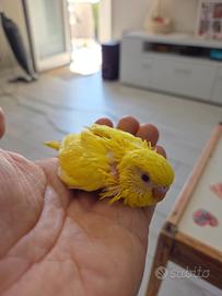 Pullo Cocorita F