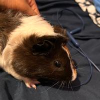 Cavia peruviana ( porcellino d india )