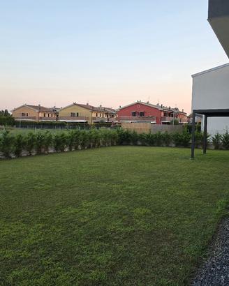Pini per siepe CIPRESSO LEYLANDII