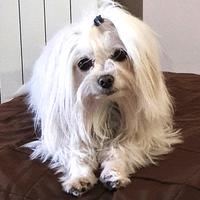 Maltese maschio 2,7kg pedigree ENCI per monta