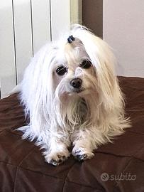 Maltese maschio 2,7kg pedigree ENCI per monta