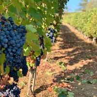 Vendemmia raccolta mele i.n provincia di Bolzano