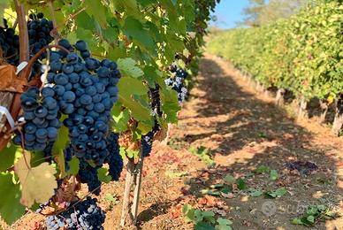Vendemmia raccolta mele i.n provincia di Bolzano