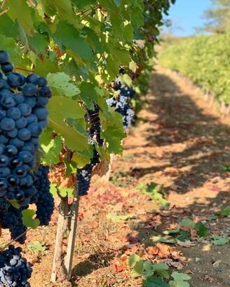 Vendemmia raccolta mele i.n provincia di Bolzano