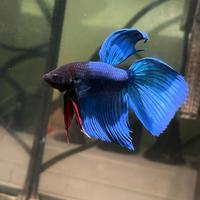 Pesce betta splendens