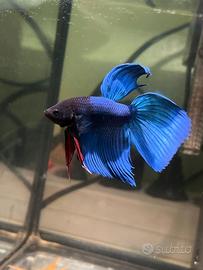 Pesce betta splendens