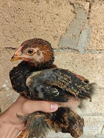 Galletto brahma perniciato