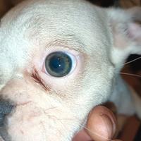 Bulldog francese esotico