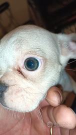 Bulldog francese esotico