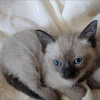 Gattina siamese thai