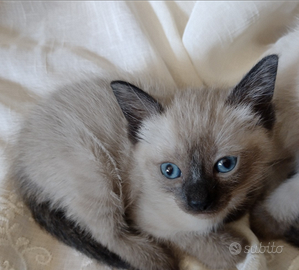 Gattina siamese thai