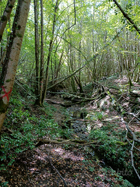 Bosco in piedi Comune di Carsoli