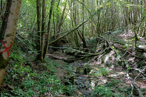 Bosco in piedi Comune di Carsoli