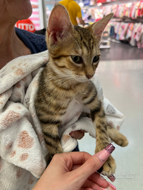 Dolce gattjna 7 mesi catania