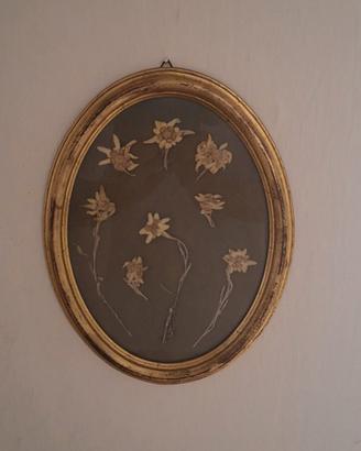 Composizione di fiori di stella alpina
