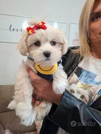 Maltipoo originali a Prato