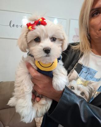 Maltipoo originali a Prato