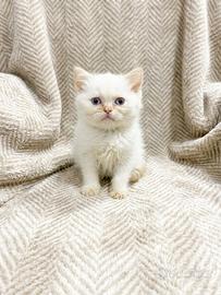 Scottish con pedigree vaccini e microchip