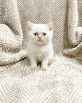 Scottish con pedigree vaccini e microchip