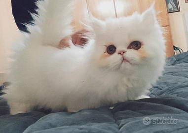 Gatto persiana