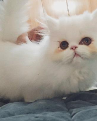 Gatto persiana