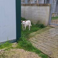 Cucciolo mix Pastore Svizzero