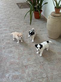 Cuccioli affettuosi