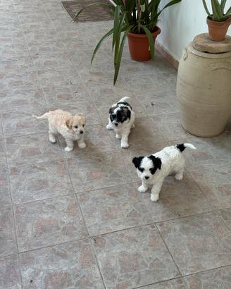 Cuccioli affettuosi