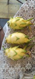 pitaya 1 pianta golden isis 