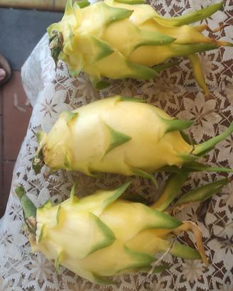 pitaya 1 pianta golden isis 