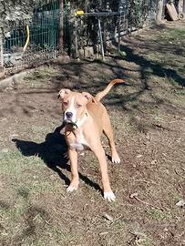 American Staffordshire terrier