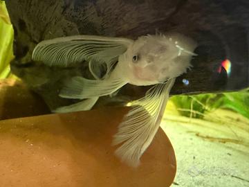 Ancistrus Snow white Pinne a Velo