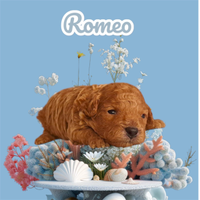 Cucciolo Barboncino Toy