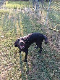labrador nera femmina 