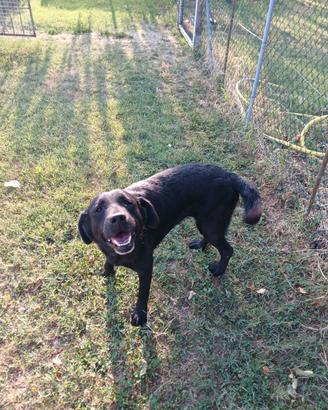 labrador nera femmina 