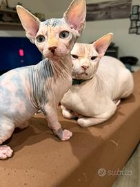 Sphynx