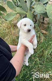 Cucciole femmine in Adozione