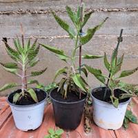 Kalanchoe daigremontiana pianta madre di milioni