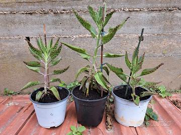 Kalanchoe daigremontiana pianta madre di milioni