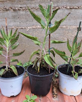 Kalanchoe daigremontiana pianta madre di milioni
