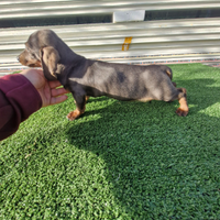 Cucciolli di bassotto color blu