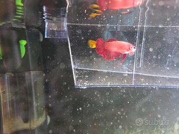 Black molly