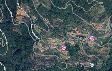 Uliveto in corpo unico 1.441 mq a Moano (Pieve di