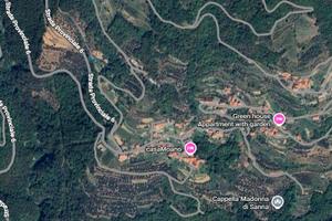 Uliveto in corpo unico 1.441 mq a Moano (Pieve di