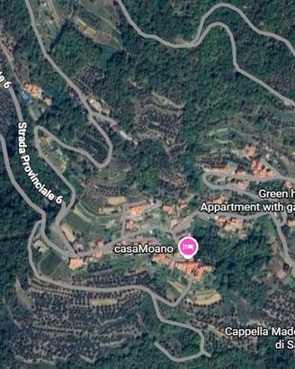 Uliveto in corpo unico 1.441 mq a Moano (Pieve di