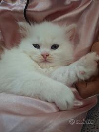 Gattini Ragdoll Persiano