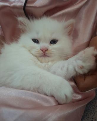 Gattini Ragdoll Persiano