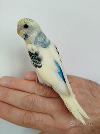 Cocorite allevate a mano