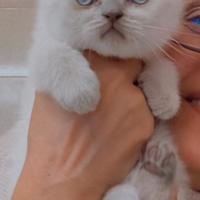 Scottish Fold BluePoint Femmina