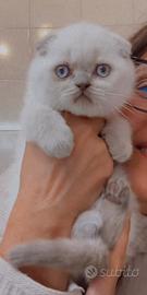 Scottish Fold BluePoint Femmina